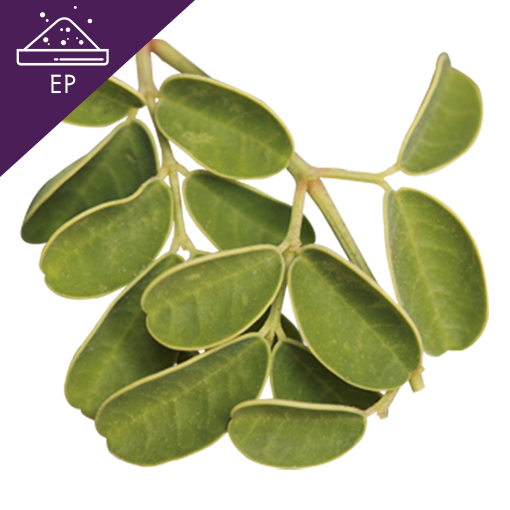 Moringa Seed Extract Powder