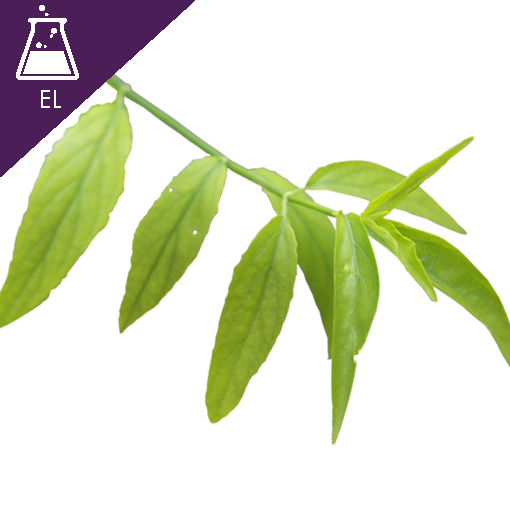 Phaya-yo Extract Liquid