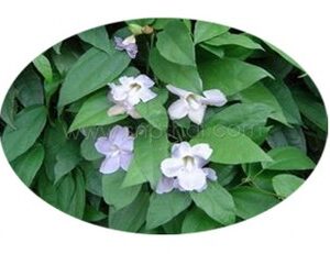 Thunbergia Laurifolia Extract Liquid