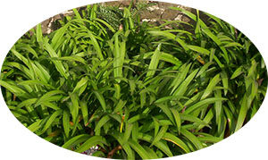 Eucalyptus Oil