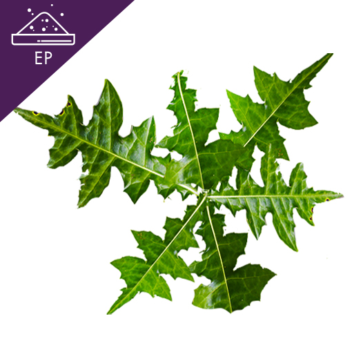 Acanthus Extract Powder