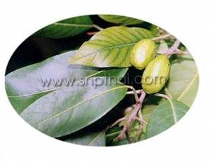 Beleric Extract Powder