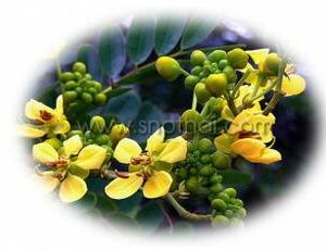 Cassia siamea Extract Powder