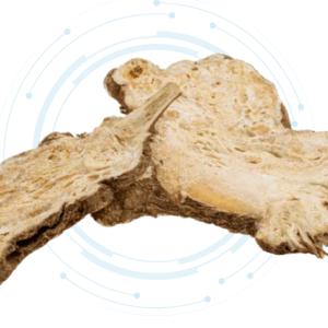 Dong Quai Extract Powder