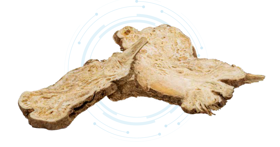 Dong Quai Extract Powder