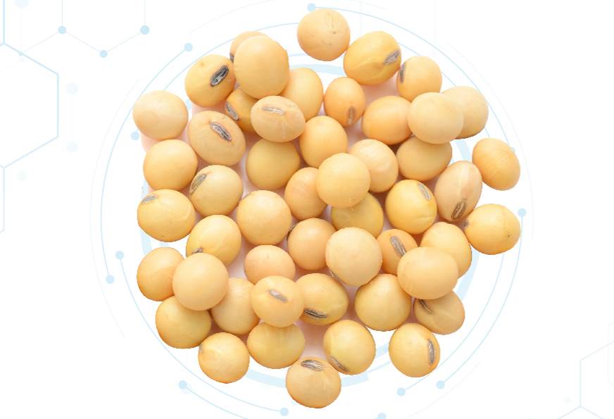 Glycine Max Extract Powder