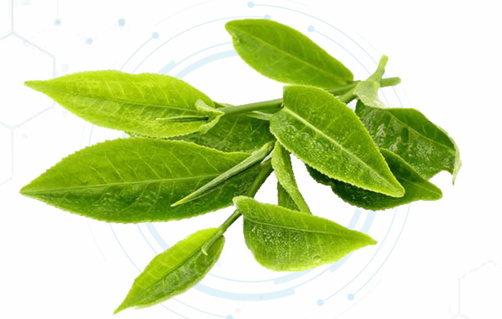 Green Tea Extract Powder