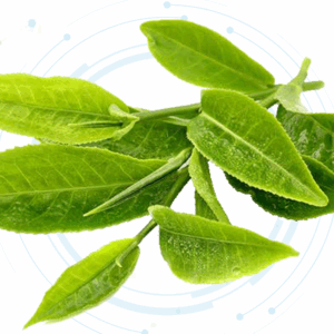 Green Tea Green Tea Extract Powder