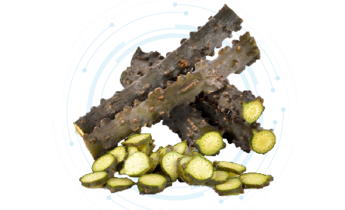 Tinospora Crispa Extract Powder