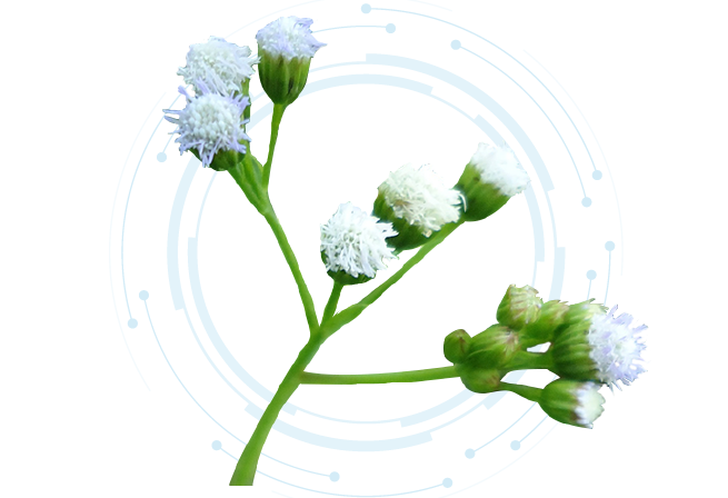 Vernonia Cinerea Extract Liquid