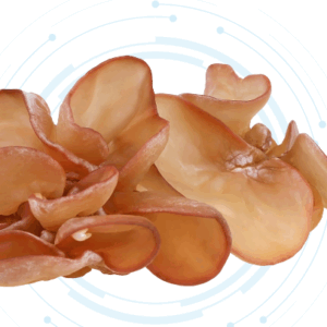Wood Ear Mushroom Extract Wood Ear Mushroom Extract Powder