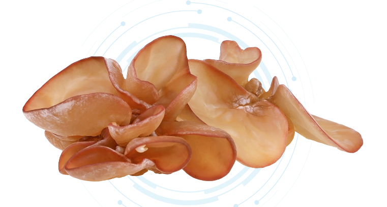 Wood Ear Mushroom Extract Powder